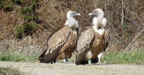 2004 im Zoo geschlüpft, jetzt in Natur entdeckt