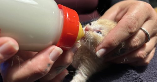 Katzenschwemme durch zahnloses Kastrationsgesetz