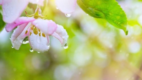 Kühler Frühling sorgt für Frust in Österreich