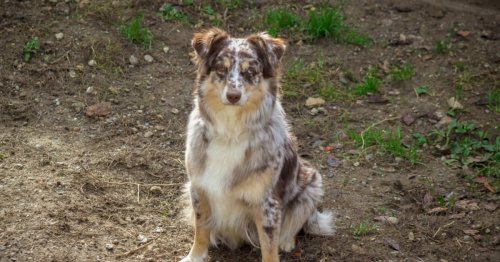 Vorsicht Giftköder! Hund krampfte nach Gassi-Runde