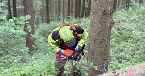 Zum Stolz auf das Holz kommt die Angst um den Wald