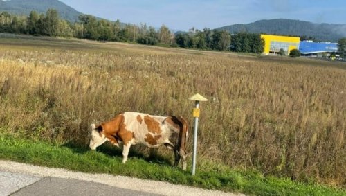Entlaufene Rinder sorgten für Großeinsatz