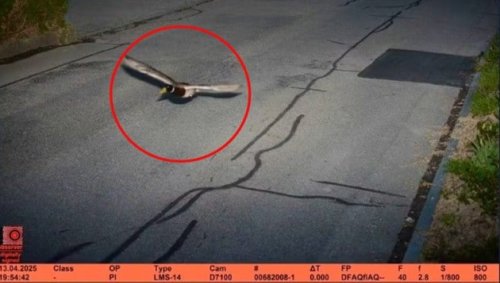 Ente in der Schweiz mit 52 km/h geblitzt