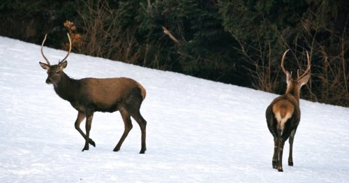 Jagd-Wirbel: „Wild in illegales Gatter gepfercht“