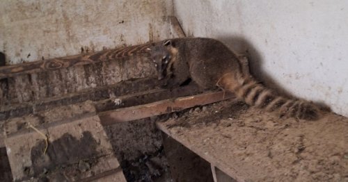 Wundersamer Fund: Ein Nasenbär im Hühnerstall