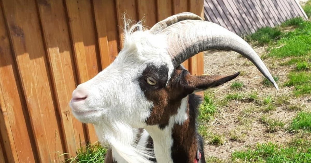Tiroler köpfte Ziege im Garten und narrte Polizei