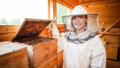 Geringe Verluste bei den heimischen Honigbienen