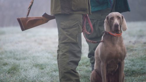 Jäger stach zu: Grazer Anwalt kämpft für Hund