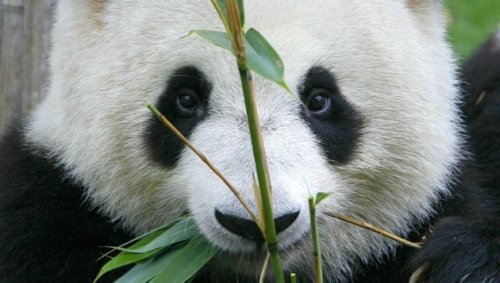 Auf den Wegen von Konfuzius und Panda-Bären