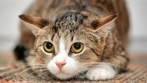 Steiermark: Haftstrafe für eiskalten Katzen-Killer