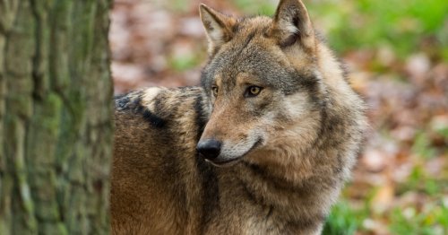 Wolf-Schutzstatus gesenkt: Wie stehen Sie dazu?
