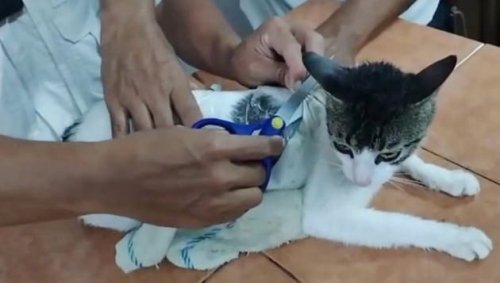 Katze in Costa Rica war Drogenkurier für Häftlinge