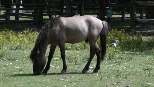 17-Jährige von Pferd getreten: schwer verletzt!