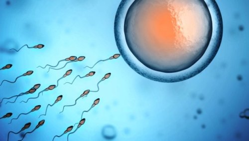 Studie: Verlierer-Spermien beeinflussen Embryos