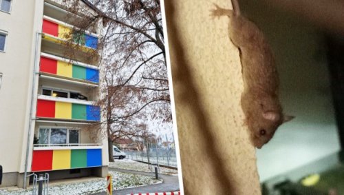 Ekelhaft: Floridsdorferin leidet unter Mäuse-Plage