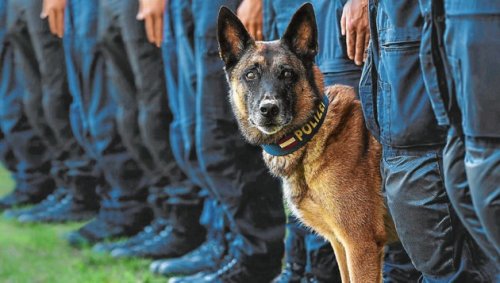 Polizeihunde tot im Auto - Halter freigesprochen