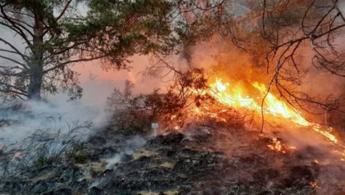 Waldbrandgefahr – Regen bringt kaum Entspannung