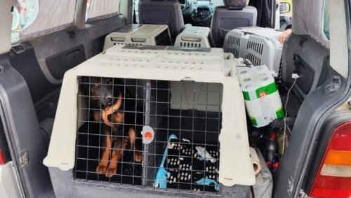 Steierische Polizei stoppt illegalen Tiertransport