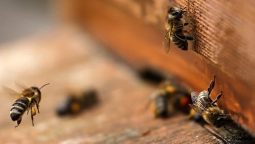 Tausende Bienen bei Hüttenbrand verendet