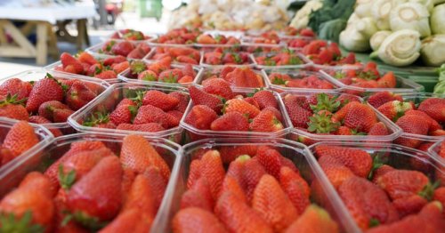 Erdbeeren aus Vorarlberg sind bereits am Start