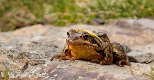 Überleben zwischen Wald und Gewässer