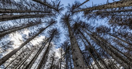 Schneeloser Winter! Borkenkäfer setzen Wäldern zu