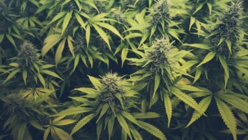 Bei Kontrolle Cannabispflanzen in Auto entdeckt