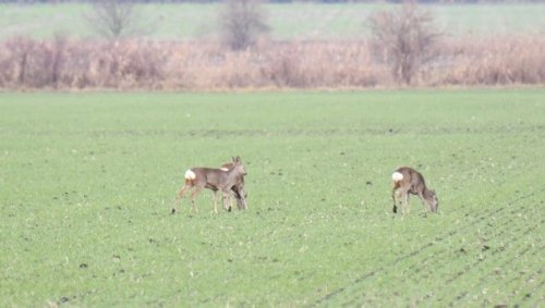 Mehr als 13.000 Tiere starben auf Straßen