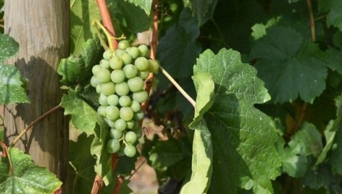 Tonnenweise Weintrauben von Weinbergen gestohlen