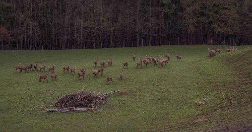 Tote Tiere klagen an: Wirbel um ein Hirschgehege