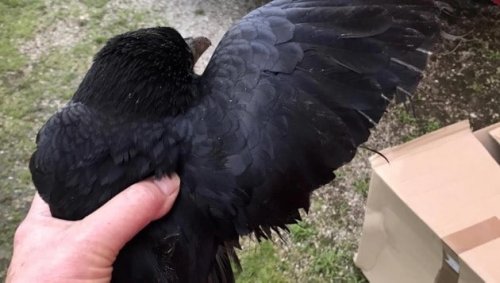 Vogelfallen: Federn gestutzt, Tod durch Verdursten