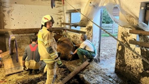 Trächtige Kuh aus Entmistungsanlage gerettet