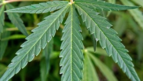 Illegale Gärtnerarbeit: Cannabis in Wohnungen