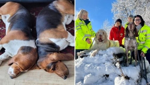 Vermisste Hunde fünf Tage in Wildgatter gefangen