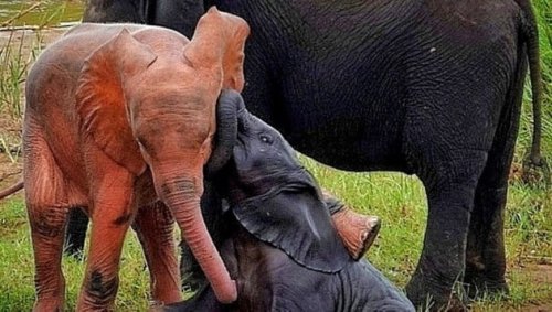 Rosa Baby-Elefant im Kruger-Nationalpark gesichtet