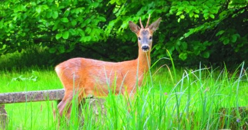 Wilderer schoss auf Rehe, Tiere liefen weiter