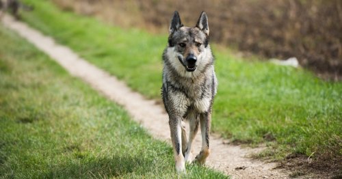 Deutscher Wanderer von Wolfshund ins Bein gebissen