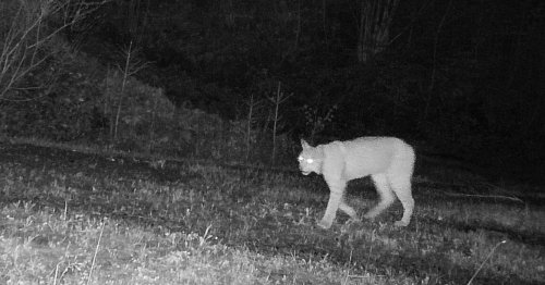 Jäger filmt Luchs bei der nächtlichen Rehjagd!