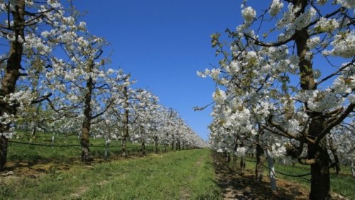 Frostgefahr ist gebannt: Die Obstbauern atmen auf