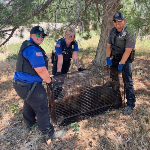 Bear captured in Northeast Heights