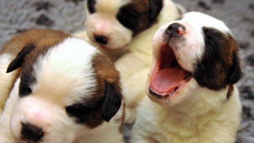 The benefits of owning a dog — and the surprising science behind it