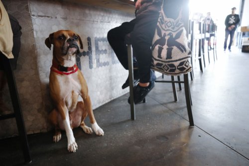 This is the most dog-friendly city in Southern California