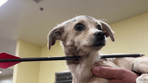 Puppy found with arrow in neck in Coachella Valley expected to survive