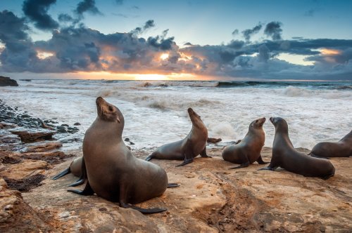 Experts warn against getting close to take photos of sea lions and their pups at La Jolla