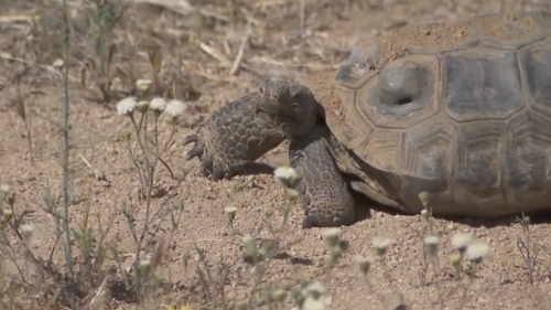Joshua Tree’s desert tortoises facing new set of challenges as experts fear risk of extinction
