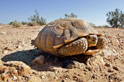 California designates Mojave desert tortoise as endangered
