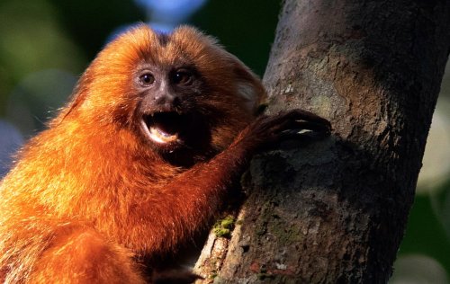 Photos show highway overpass dedicated to endangered Brazilian monkeys