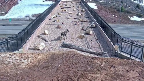 As SoCal plans 101 Fwy bridge to help mountain lions, video shows overpass for wildlife ‘working’ in Utah