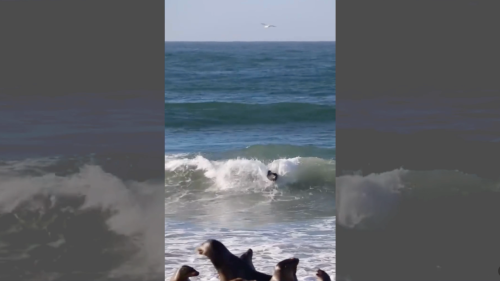 Surfing sea lions show locals how it’s done