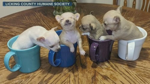 80 dogs rescued from condemned home in Ohio